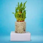 Tulsi Leaves Pack